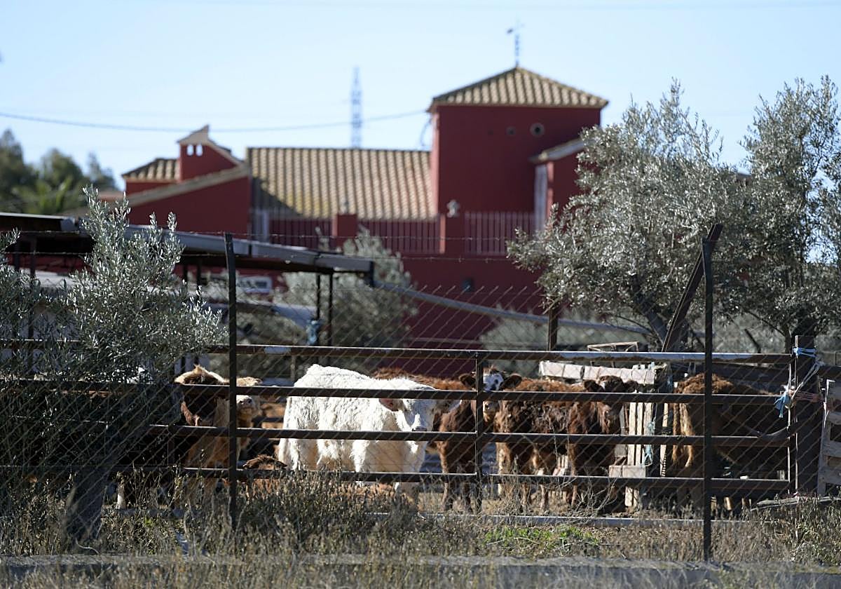 Una explotación ganadera dedicada al vacuno, cerca de un núcleo urbano en Lorca.