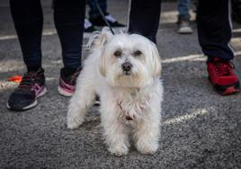 Un perro espera su bendición en una imagen de archivo.