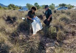 Levantamiento del cadáver del lince 'Tejo' por agentes medioambientales a finales de agosto de 2023 en el paraje de Los Abadíes (Lorca).