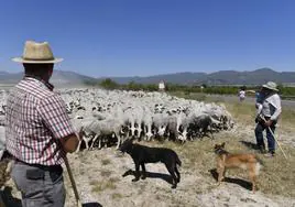 Un rebaño de ovejas cruza una vía pecuaria en Moratalla.