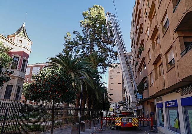 Bomberos trabajan con una escala para retirar ramas de uno de los árboles del Huerto Ruano.