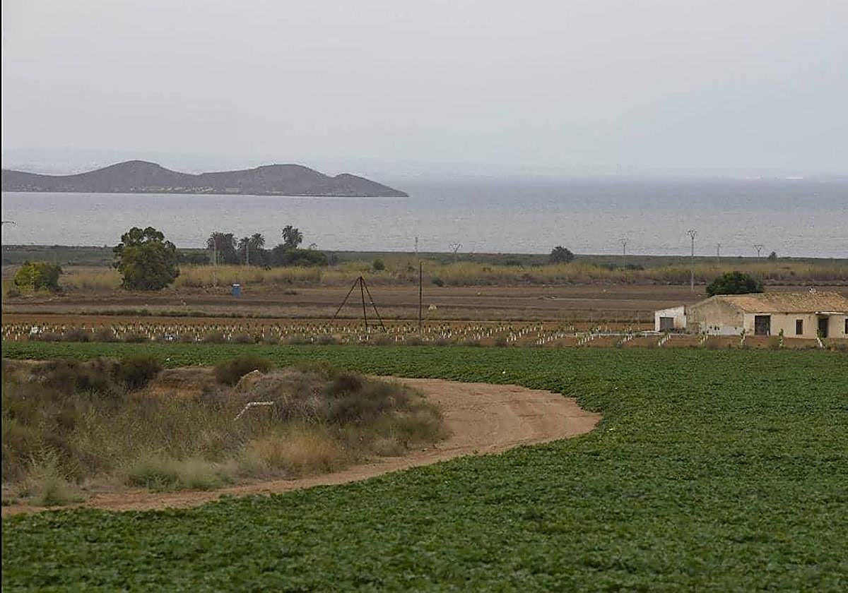 Cultivos junto al Mar Menor, entre Los Nietos y San Ginés de la Jara, en una imagen de archivo.