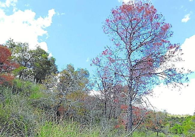 Los pinares de la Región son muy vulnerables a la sequía. El ejemplar de la fotografía se ha secado por la falta de lluvias.