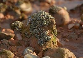 La plaga de mejillón cebra llega a los embalses del río Mundo, en imágenes