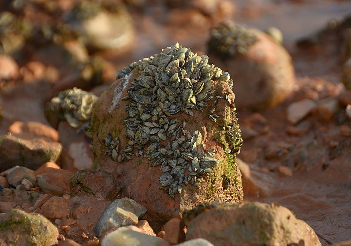 La plaga de mejillón cebra llega a los embalses del río Mundo, en imágenes