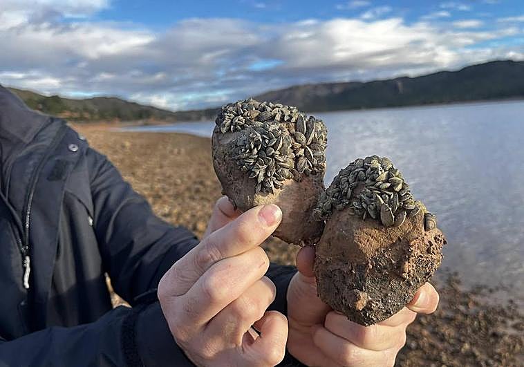 Un técnico muestra los moluscos de mejillón cebra incrustados en unas rocas en el embalse de Talave.