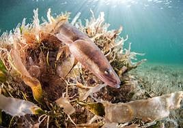 Ejemplar de anguila en las aguas del Mar Menor.
