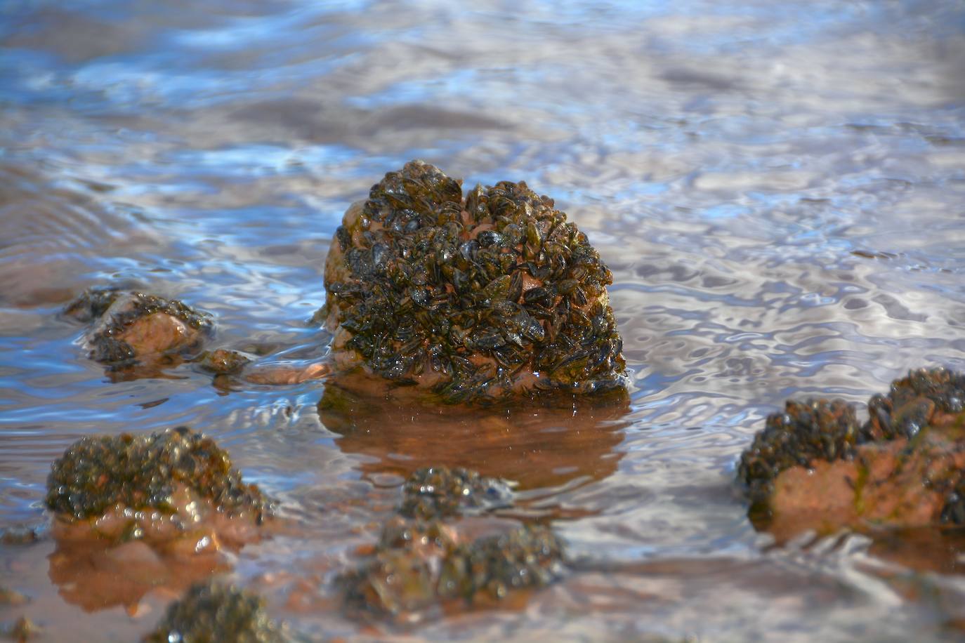 La plaga de mejillón cebra llega a los embalses del río Mundo, en imágenes
