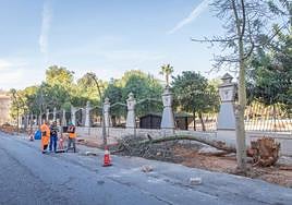 Los operarios retiran árboles de la Ronda César Cánovas, junto al parque de las Naciones.
