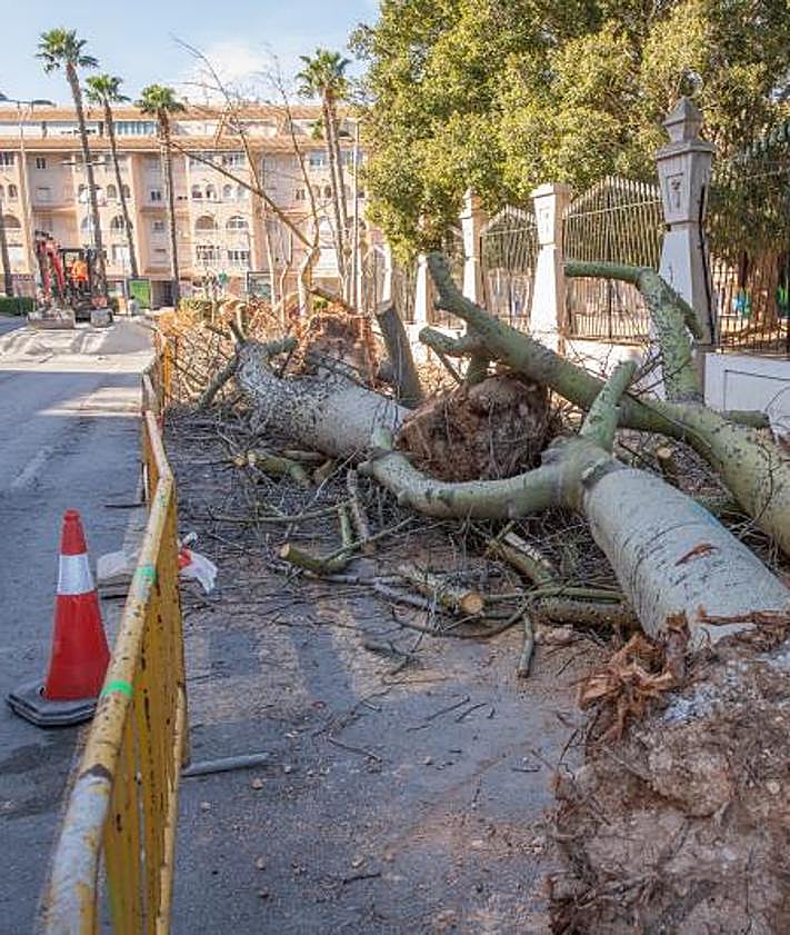 Imagen secundaria 2 - Árboles sobre las aceras recién demolidas.