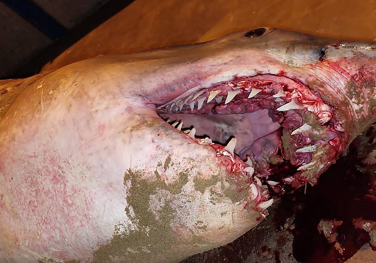 Tiburón encontrado en Puerto de Mazarrón.