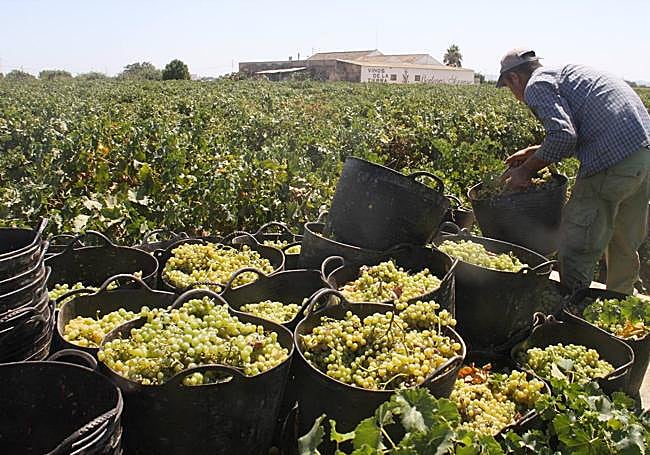 Vendimia de uva blanca en las tierras que la familia Martínez Meroño cultivaba en el paraje de La Cabaña, en el año 2009.