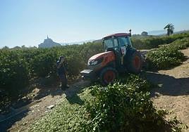 Un agricultor tritura las podas de su huerto, este miércoles.