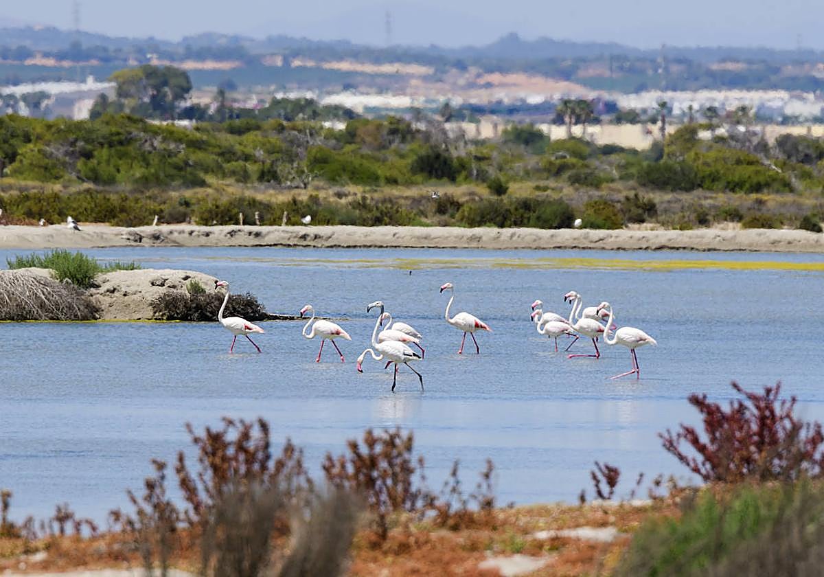 Las Salinas de San Pedro con flamencos.