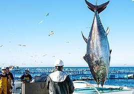 Investigadores de la UMU identifican efectos positivos del selenio en el atún de acuicultura para contrarrestar el mercurio