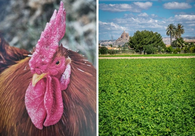 Un gallo vestido con su mejor plumaje. Bancales en Llano de Brujas.