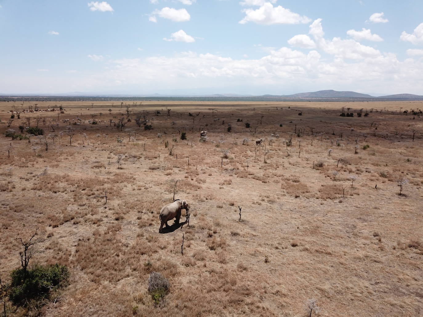 Los elefantes se desplazan por un paisaje invadido por hormigas cabezudas en Laikipia, Kenia. Tras la invasión de hormigas cabezonas, los árboles se vuelven vulnerables a los elefantes, cuyo ramoneo y rotura de árboles promueve la apertura de la sabana.