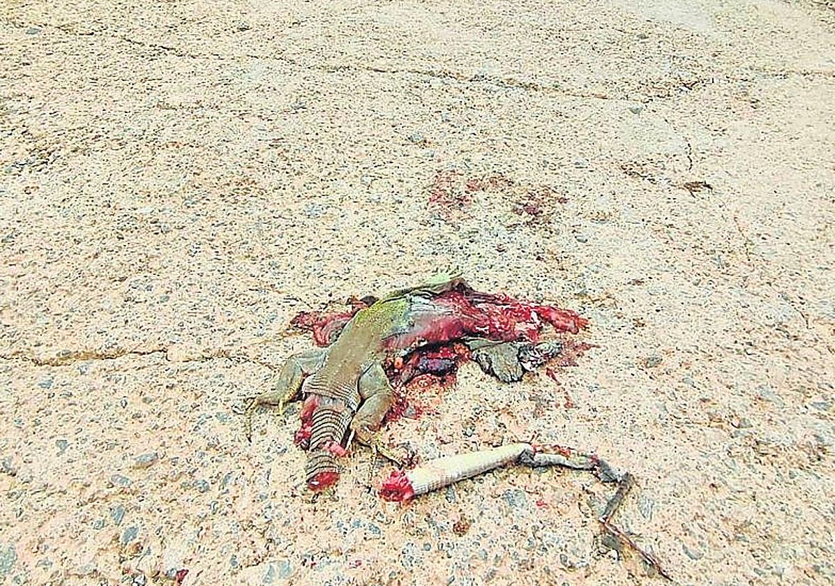 Lagarto bético atropellado en junio en los viales de Calblanque .