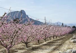 El suelo de las plantaciones fija CO2. En la foto, una finca de melocotones en Cieza.