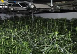 La plantación de marihuana desmantelada en Jumilla.