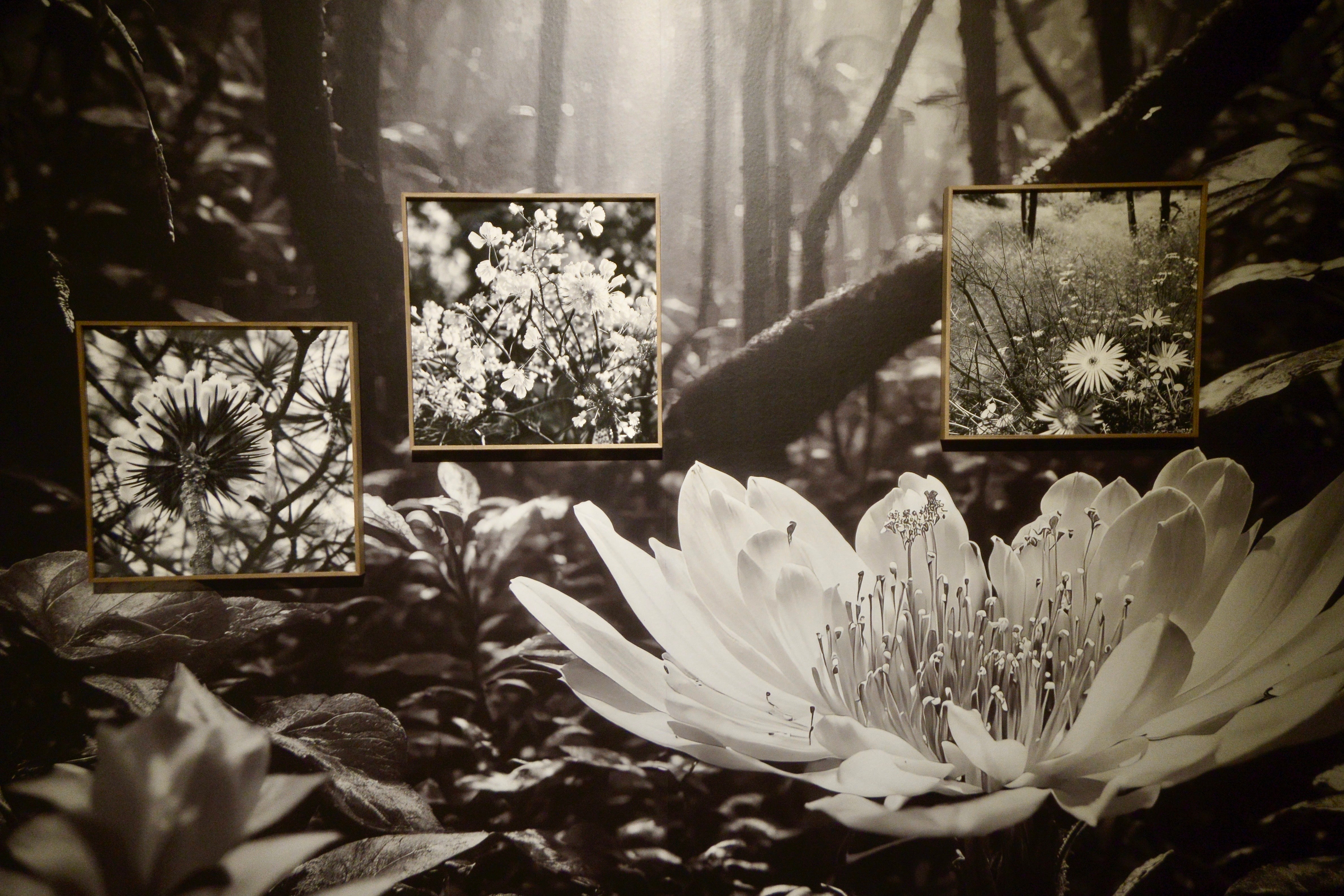 La exposición &#039;Nemotipos&#039; de Joan Fontcuberta, en imágenes