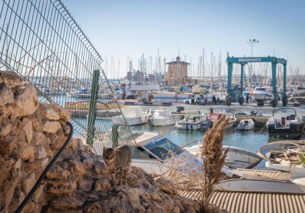 Torrevieja modifica el contrato de las eras de la sal porque no incluía el varadero donde irá el nuevo auditorio de las habaneras | la verdad