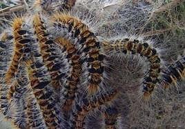 Imagen de archivo de orugas procesionarias.