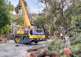 Grúa instalada para retirar los pinos australianos de la Glorieta.