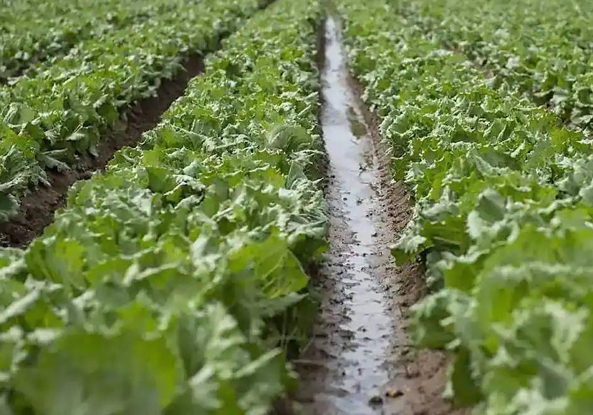 Un cultivo, en una imagen de archivo.