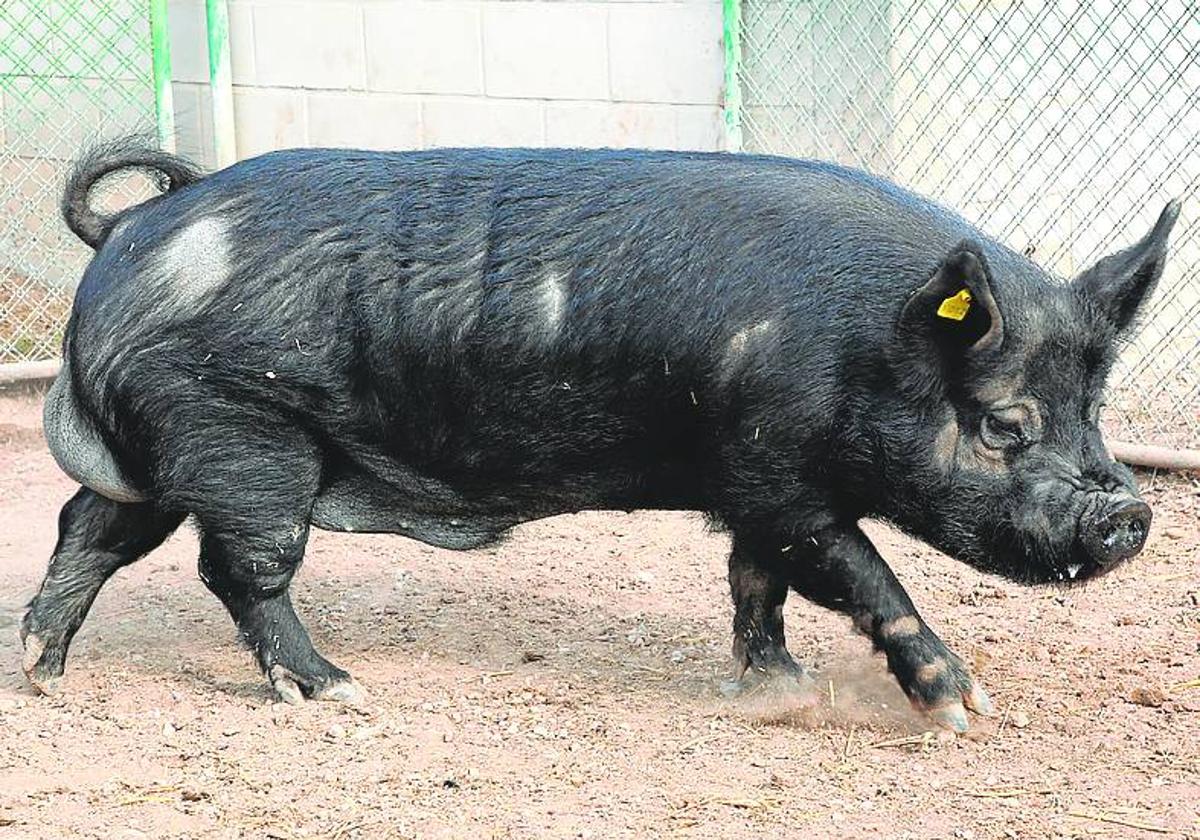 Así ha sido el foro &#039;Recursos animales y sostenibilidad&#039; de &#039;Territorio en el plato&#039;