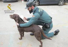 Un agente de la Guardia Civil reconoce el 'chip' de un perro.