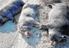 Tres ejemplares de cerdos asilvestrados abatidos en la Región, en una imagen de archivo.