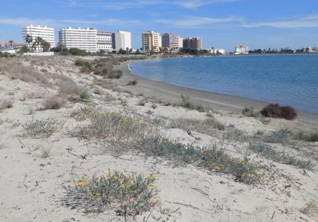 Ejemplares de cuernecillo de mar, en la Caleta del Estacio.