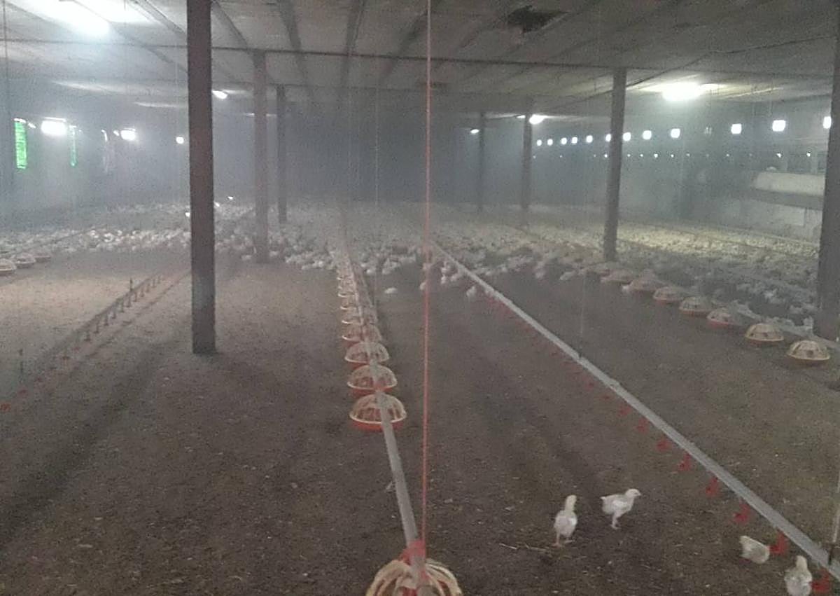 Imagen secundaria 1 - Sofocan un avivado incendio en una granja avícola de la diputación cartagenera de La Aljorra