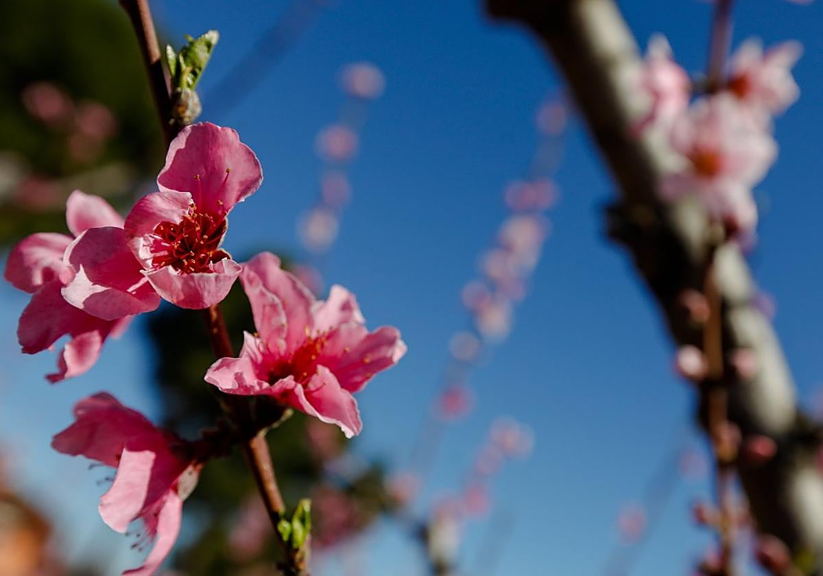 Flores en las ramas de un melocotonero.