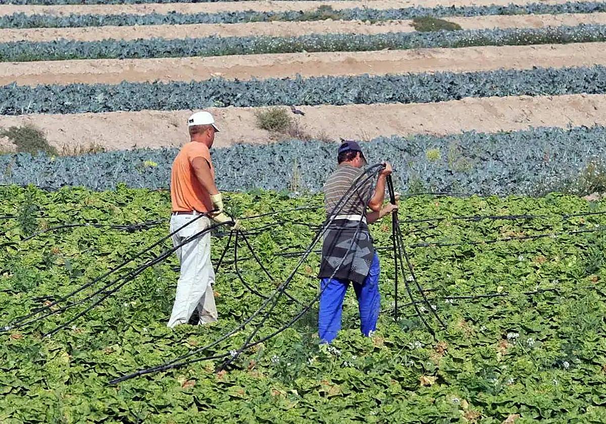 Dos trabajadores de un cultivo de regadío de Lorca.