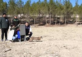 El consejero de Medio Ambiente, Universidades, Investigación y Mar Menor, Juan María Vázquez, libera una hembra de lince ibérico, llamado Ulea, en Las Tierras Altas de Lorca.
