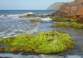 Cinturón verde de algas en la Punta del Cojo (Calblanque), al final de Playa Larga.