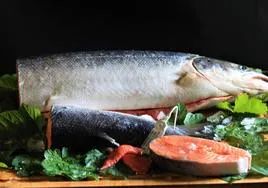 Su excelencia el salmón
