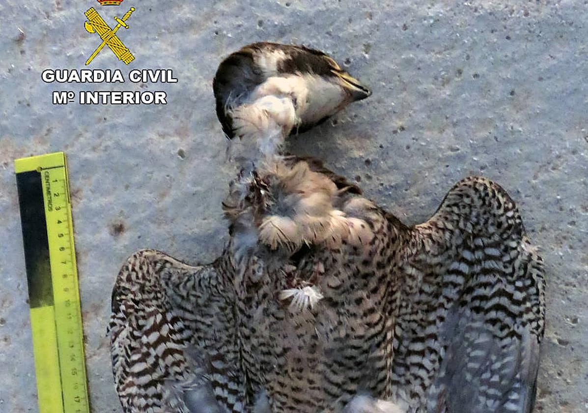 El halcón peregrino muerto.