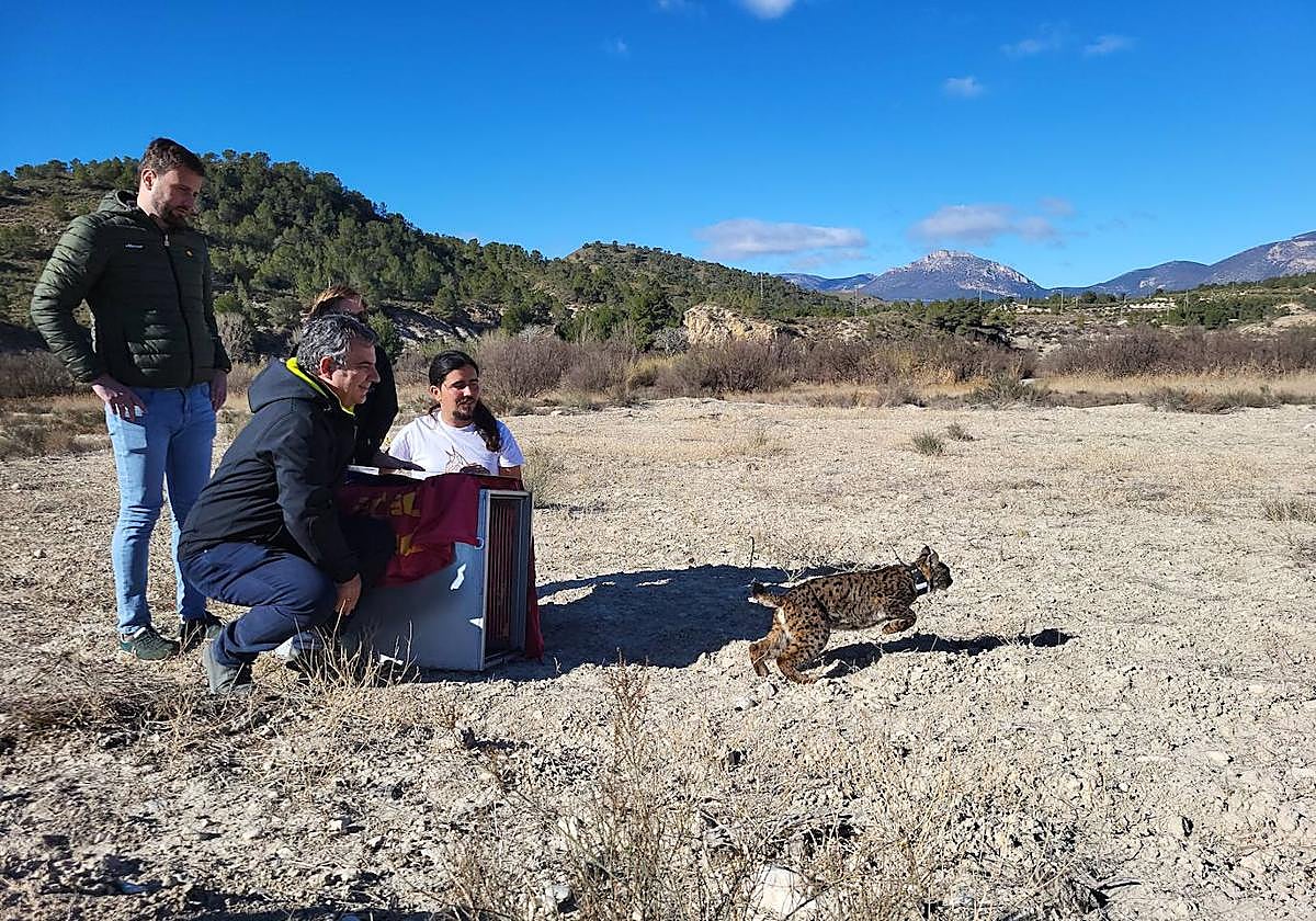 El momento en el que el lince ha sido puesto en libertad este viernes.