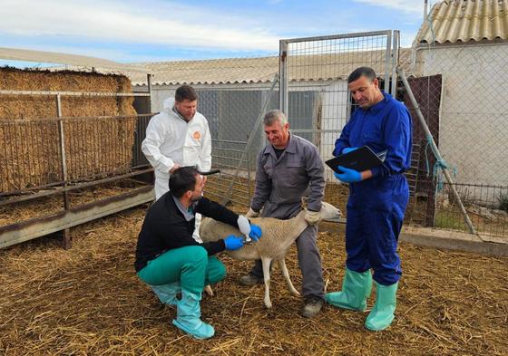 Vacunación en una granja del Valle del Guadalentín el pasado mes de diciembre.