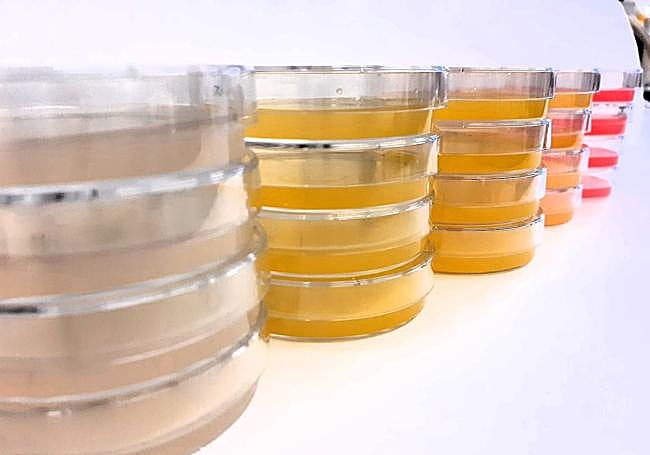 Placas con gusanos suplementadas con pigmentos bioactivos.