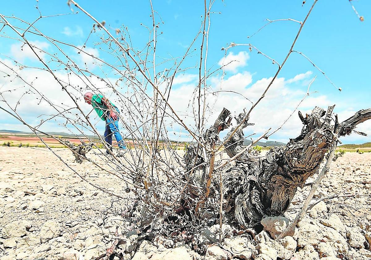 Cultivos de viñedo en secano ubicados en la comarca del Altiplano.