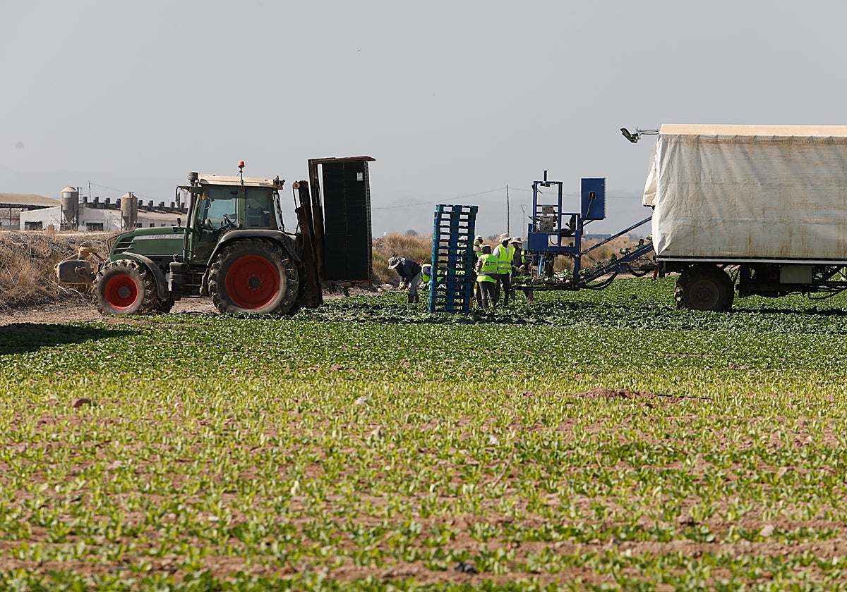 Varios jornaleros trabajan en una finca agrícola de Lorca.