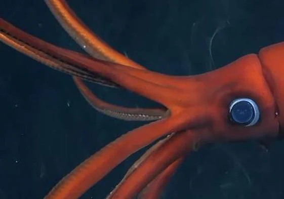 Imagen de una especie de calamar rara vez documentado a 1.105 metros de profundidad.