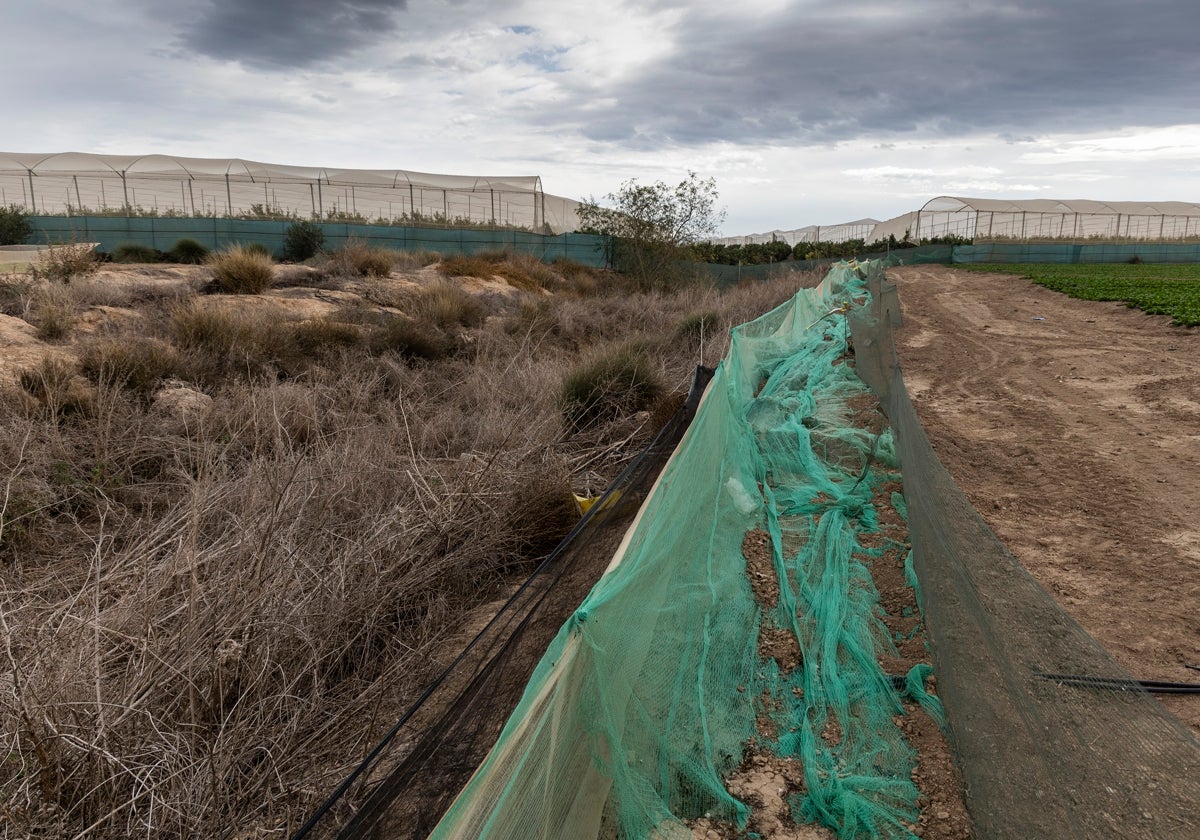 Finca agrícola junto a una rambla en Torre Pacheco.