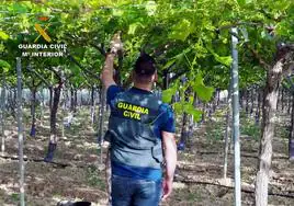 Un agente inspecciona vides afectadas por los robos.