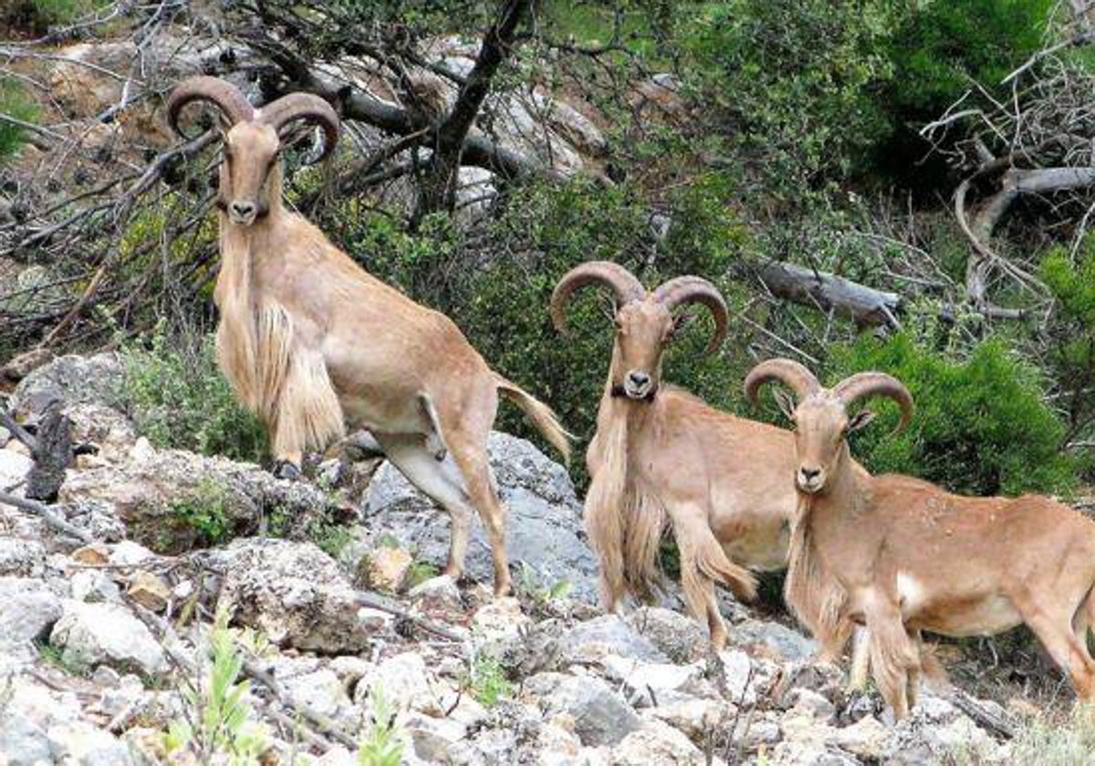 Tres machos de arruí, fotografiados recientemente en el parque natural de Sierra Espuña.