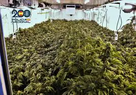 Plantación de marihuana en Los Alcázares.